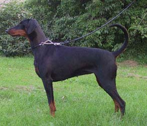 Twin-Q's Alizza | Black Doberman Pinscher