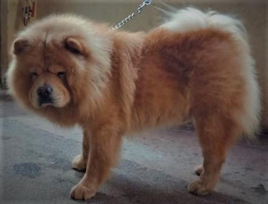 Benjie | Chow Chow 