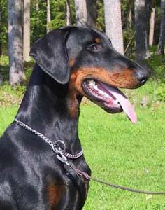 Twin-Q's Buster | Black Doberman Pinscher