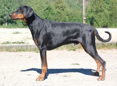 Dobfancier's Ranzid | Black Doberman Pinscher