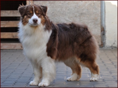 Silver Dream Aussie's Ultimate Chance | Australian Shepherd 