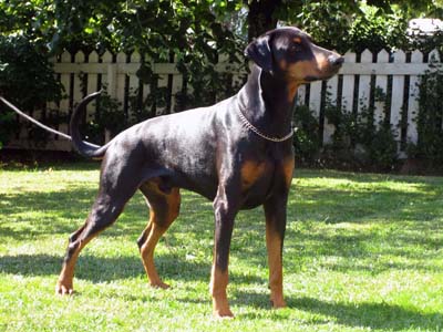 Dobfancier's Regiuz | Black Doberman Pinscher