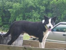 Snow Hill Bandit ABC 305420 | Border Collie 