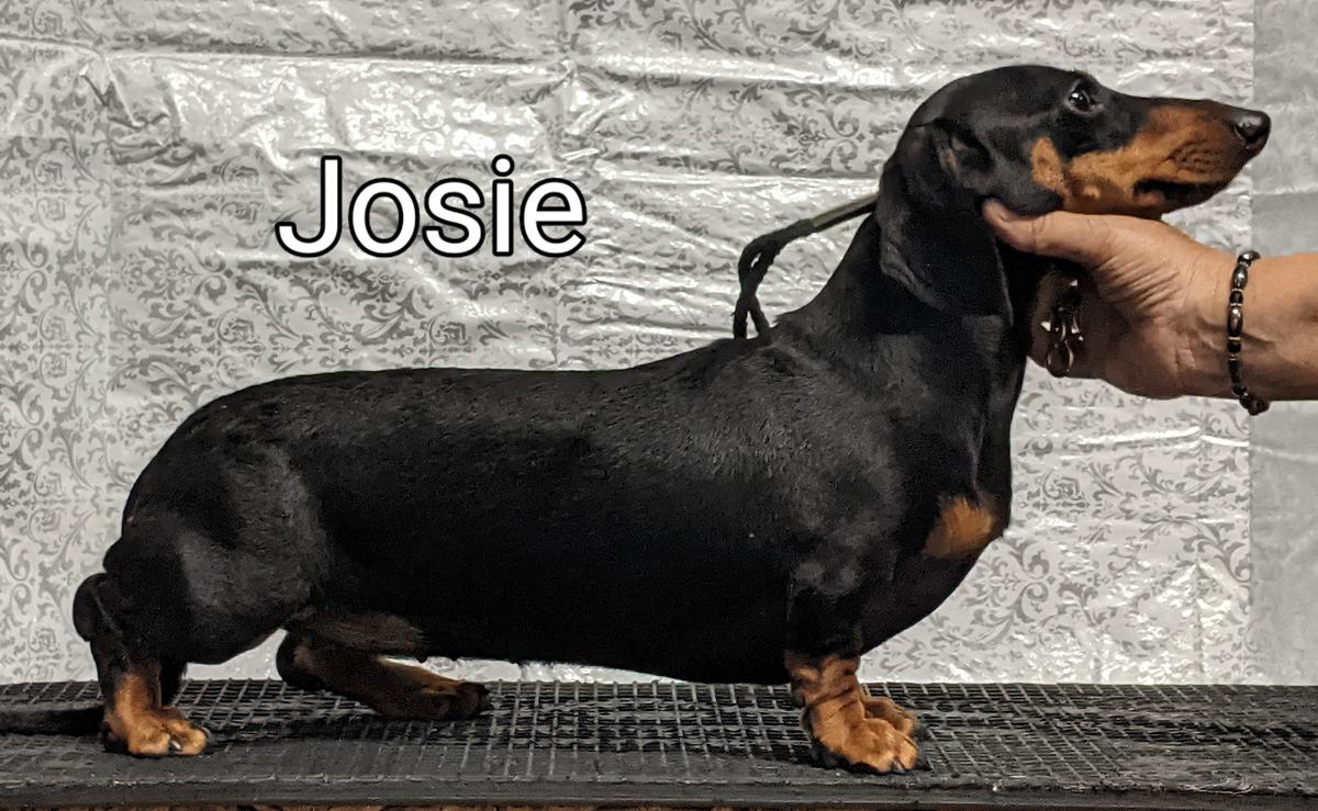 WTL Its Me Josie MS | Dachshund 