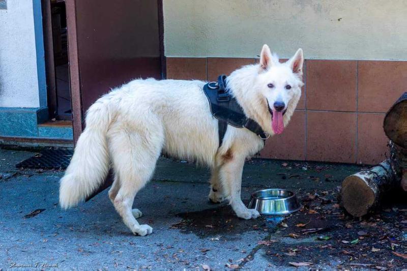 Venus' Garden BIALY KRUK | White Swiss Shepherd Dog 