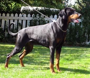 Dobfancier's Rezon | Black Doberman Pinscher