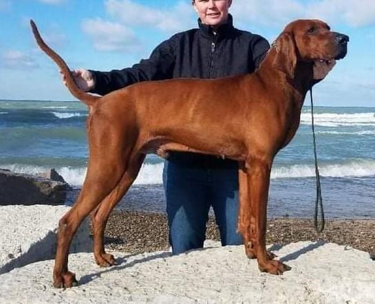 Simon's Top Shelf Fireball | Redbone Coonhound 
