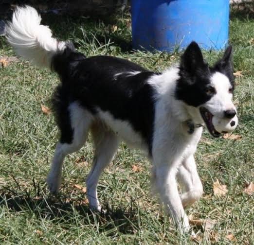 Circle H Sadie ABC 282698 | Border Collie 