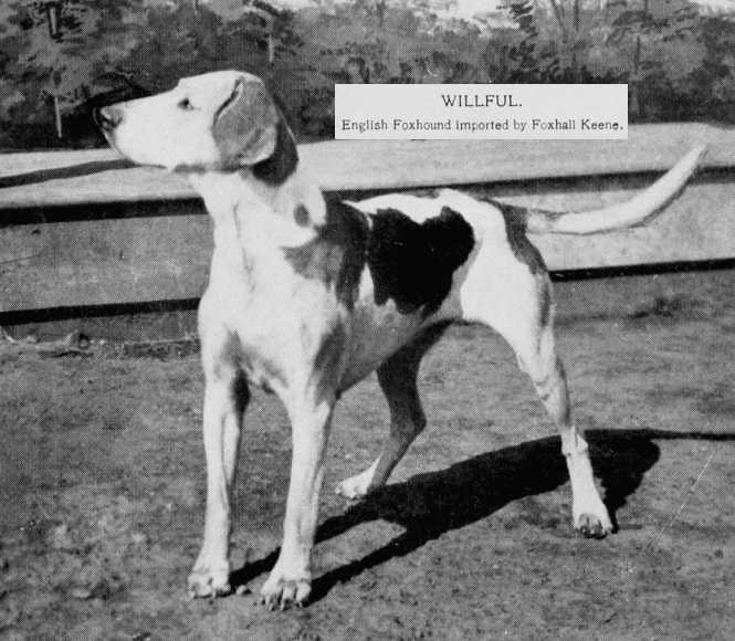 Willful [Foxhall Keene] | English Foxhound 