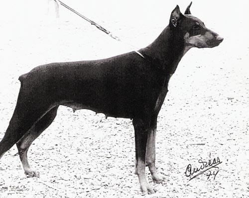 Sikka-Melody (SF 01812/70) | Black Doberman Pinscher