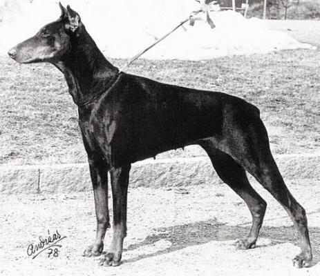 Kirsti-Kippisdotter (SF 1912/71) | Black Doberman Pinscher