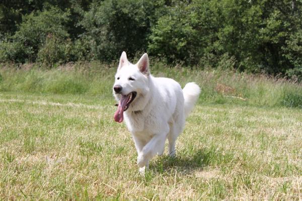 Holicmist | White Swiss Shepherd Dog 