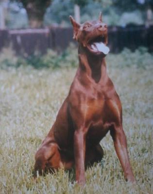 Rocky v.'t Vlaamse Land | Brown Doberman Pinscher