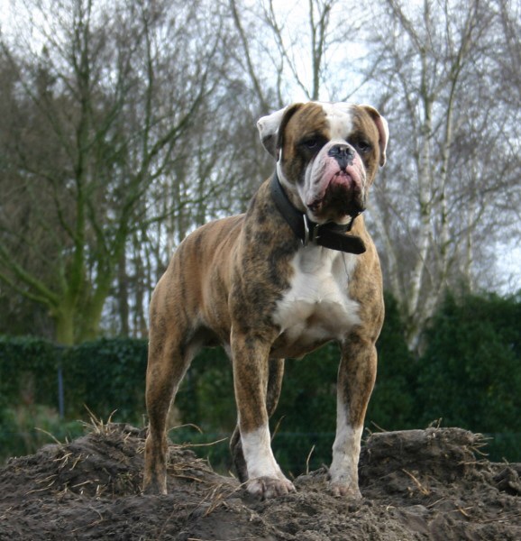 Big Block Bullies Nitro | American Bulldog 