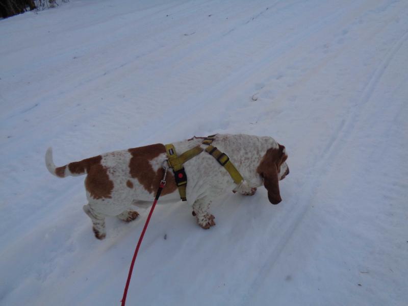 Fred | Basset Hound 