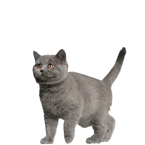 Brazilian Shorthair