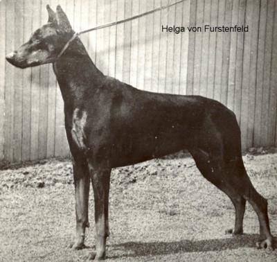 Helga v. Fürstenfeld | Black Doberman Pinscher