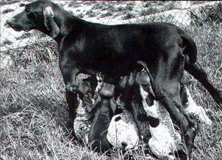 Prune de la Haille au Loup | German Shorthaired Pointer 