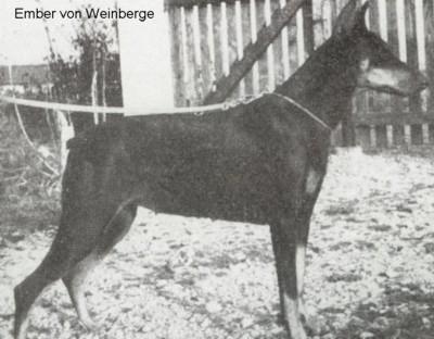Ember v. Weinberge (DZB 76803) | Black Doberman Pinscher
