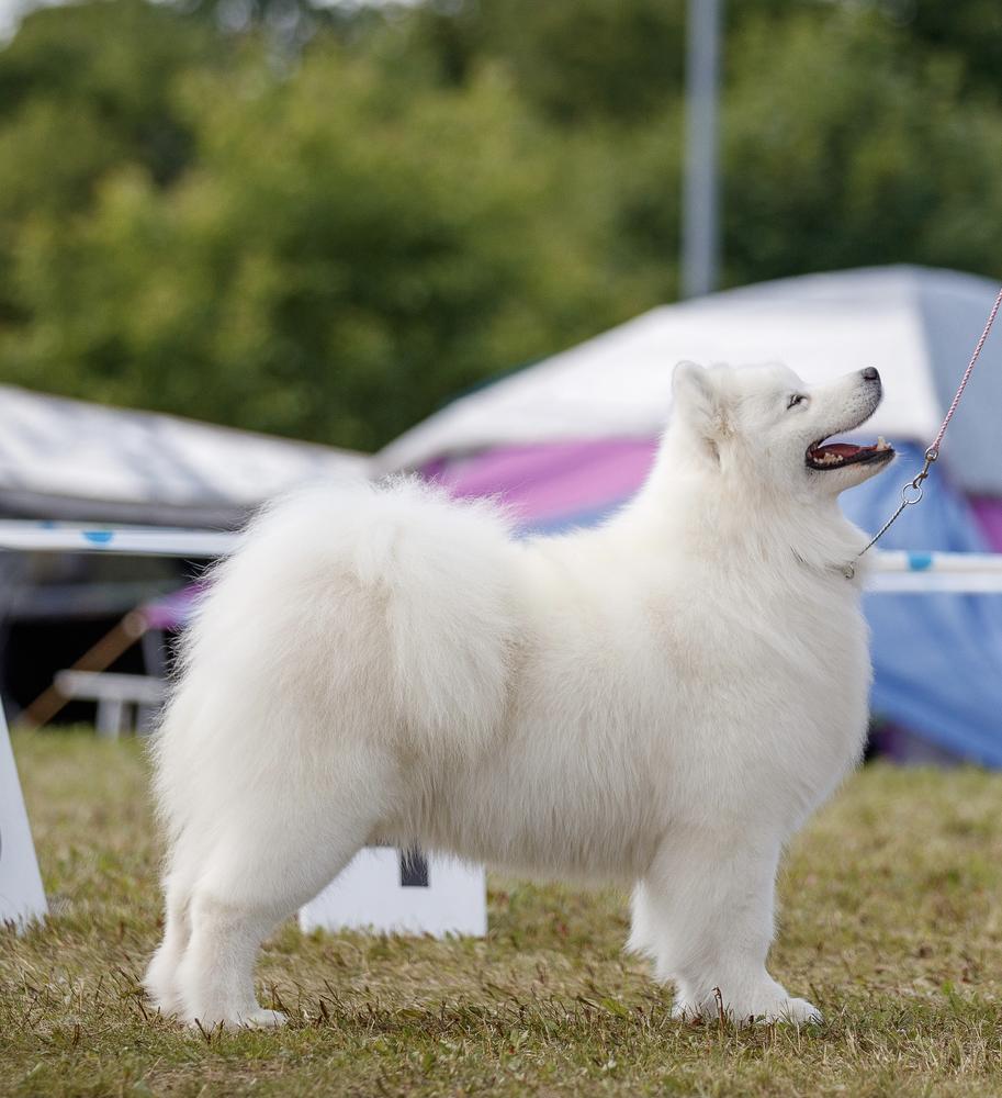 LAST IMPERIA OF LUCIFER Sateenkaari Lumi | Samoyed 