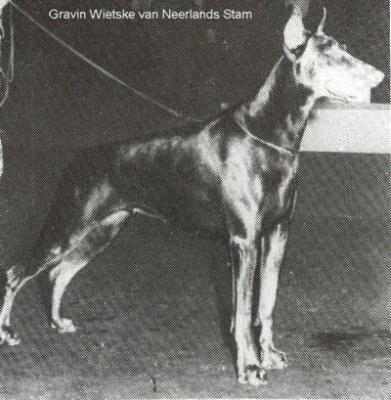 Gravin Wietske v. Neerlands Stam (NHSB 256743) | Black Doberman Pinscher