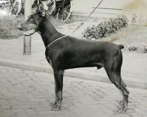 Hardes v. Franckenhorst | Brown Doberman Pinscher