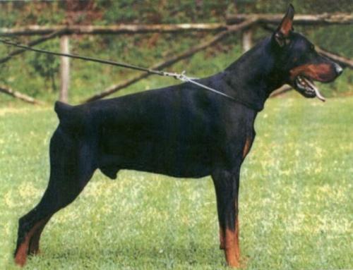 Victor Vito del Rio Bianco | Black Doberman Pinscher