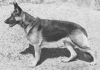 Jola vom Passargetal | German Shepherd Dog 