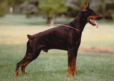 Moro del Diamante Nero | Black Doberman Pinscher