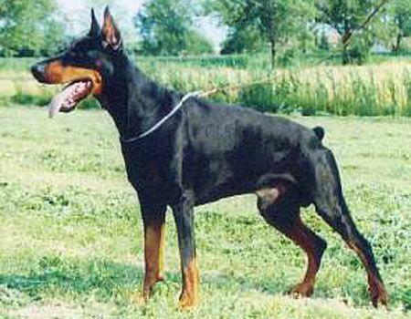 Indio del Diamante Nero | Black Doberman Pinscher