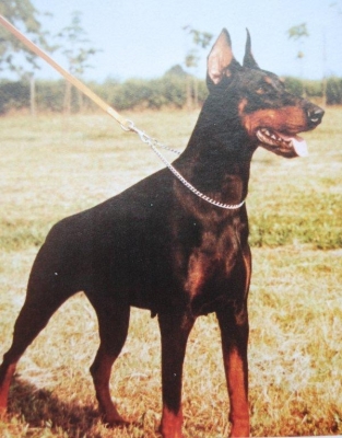 Falette del Verdiano (DS29411) | Black Doberman Pinscher