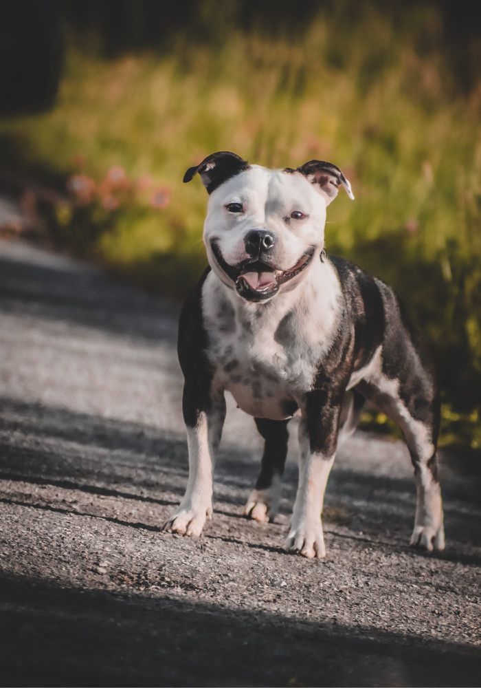 BOS TAURUS BRITISH SMAIL | Staffordshire Bull Terrier 