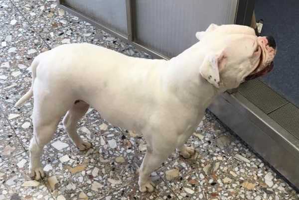 Bomberbulls Perla | American Bulldog 