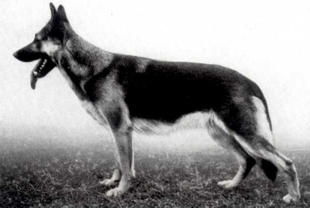 Irma von der Starrenburg | German Shepherd Dog 