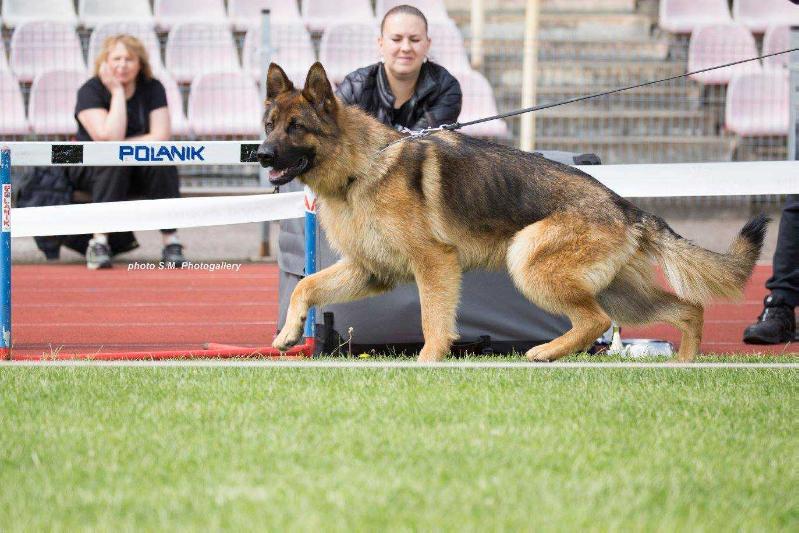 Benas Laukine vilkauoge | German Shepherd Dog 