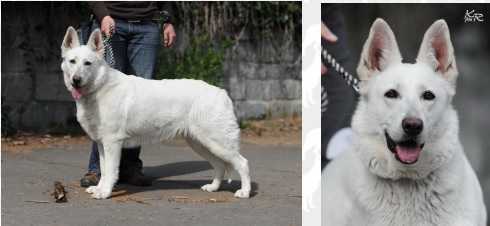 Arwen White Bone | White Swiss Shepherd Dog 