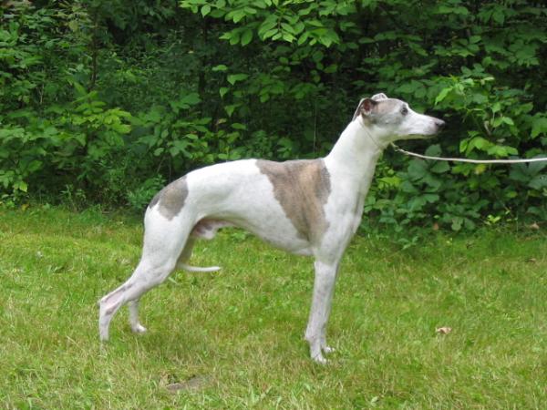 ForgetmeNot Ange Gabriel | Whippet 