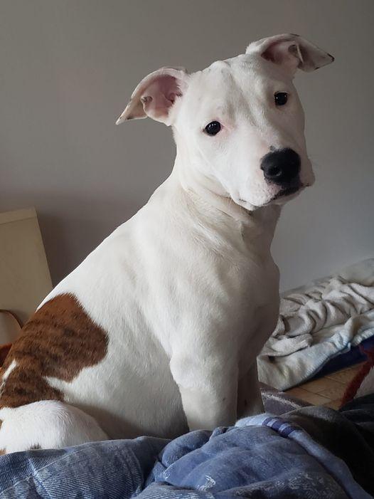The highness Occamy d'Asslan'Staff | American Staffordshire Terrier 