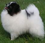 Finch´s Betn Ona Sureshot Parti | German Spitz 