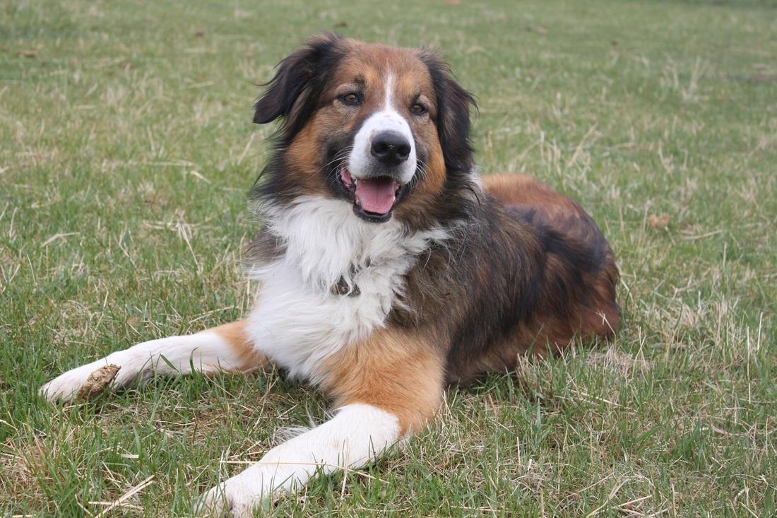 Rimrock Loose Cinch | English Shepherd 