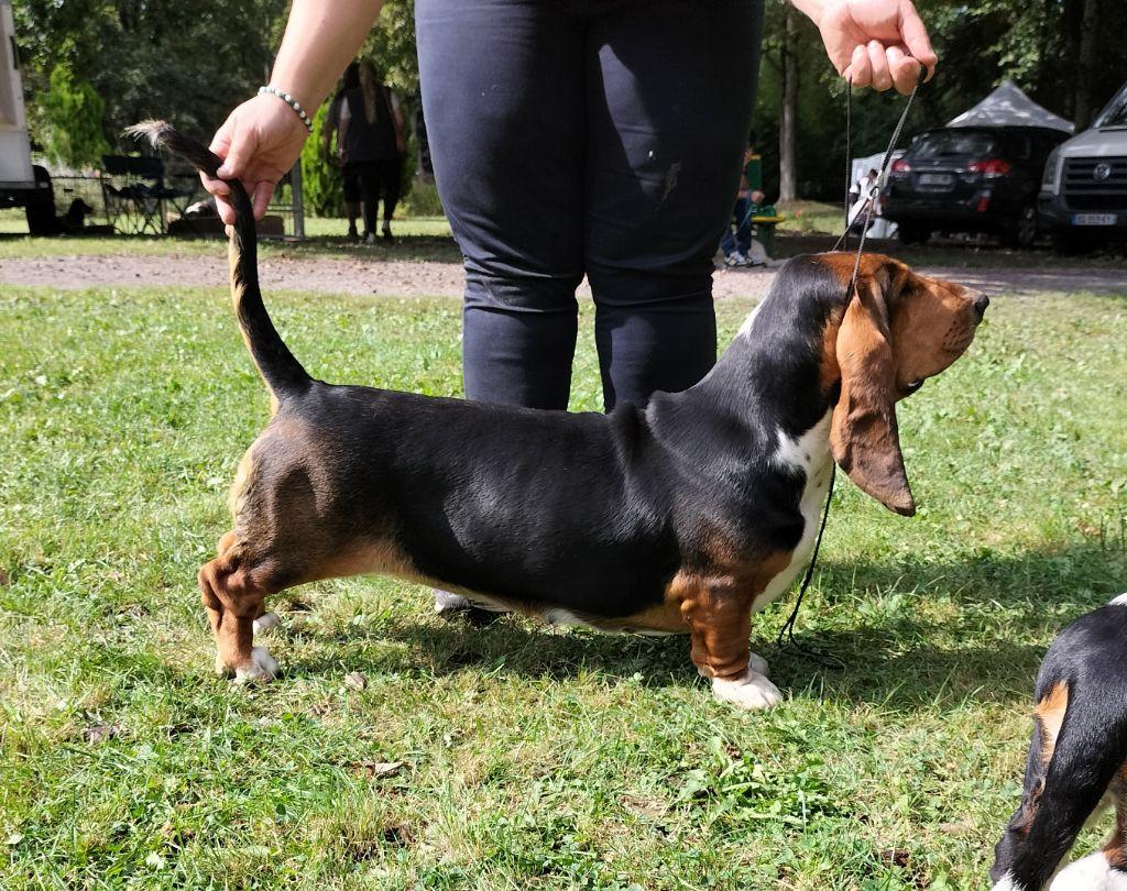 Rivale Du Cercle De Léma | Basset Hound 