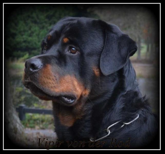 Vipir von der Rod | Rottweiler 