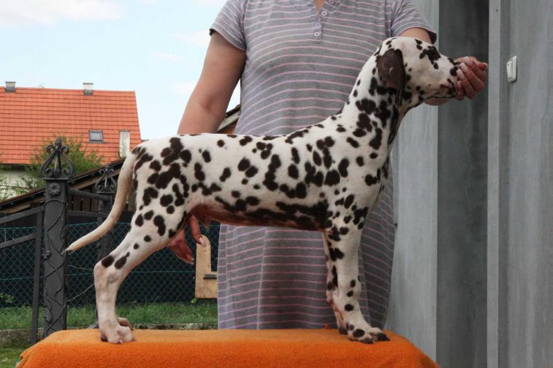 Croata Dals MAN OF HONOR | Dalmatian 