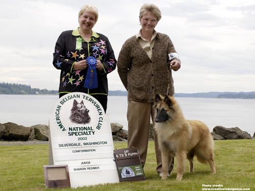 After Shock Gale Force | Belgian Tervuren 