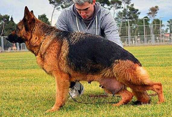 Romy vom Team Panoniansee | German Shepherd Dog 