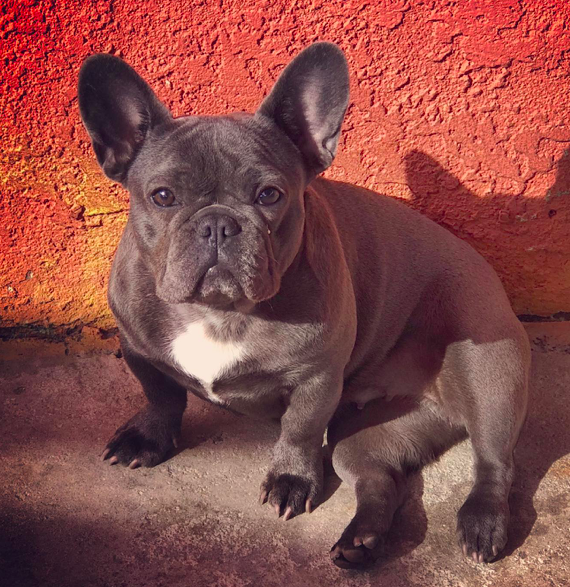 Hub City Zoey | French Bulldog 