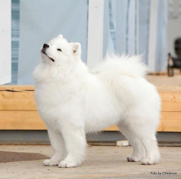 Smiling Snowball I'm Your Jewel | Samoyed 