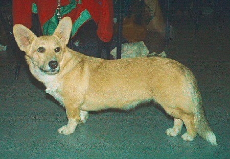 Daisy The Dog's Cabaret | Cardigan Welsh Corgi 