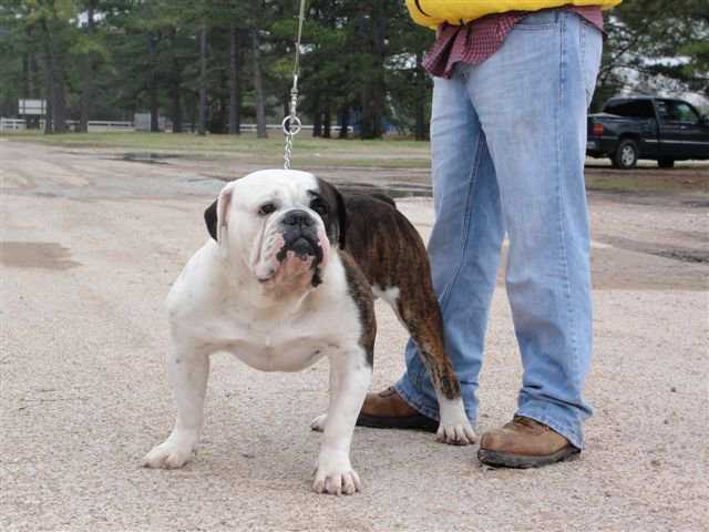 Texas Outlaw's Mr. Hyde | Olde English Bulldogge 