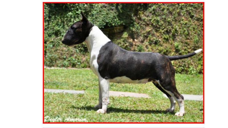 Rio do Areal Sininho | Bull Terrier 